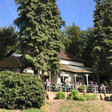 Load image into Gallery viewer, Hollyhock Café