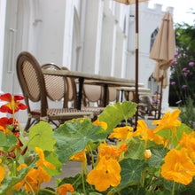 Load image into Gallery viewer, The Garden Café at Strawberry Hill House