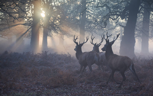 Stags in Richmond Park