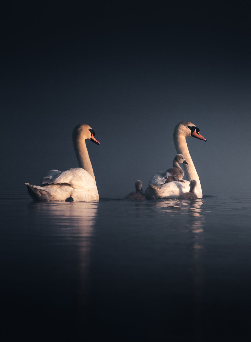Cygnet Family