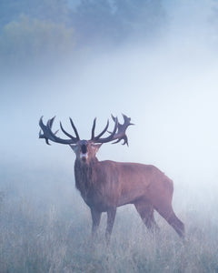 Deer during Autumn Rut