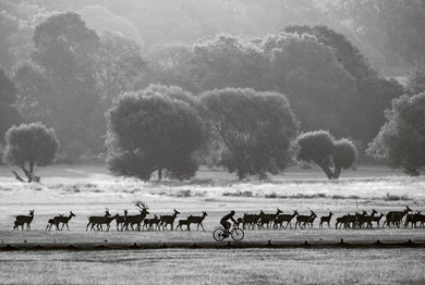 Deer Herd and Cyclist at Dawn, Richmond Park