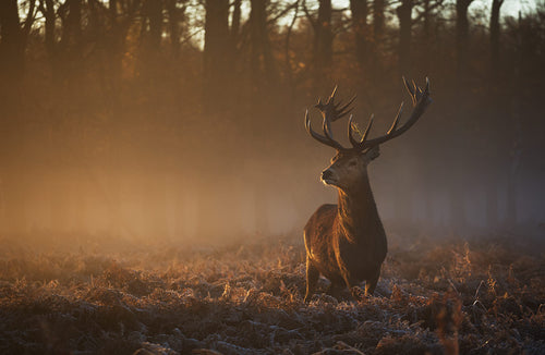 Stag in Richmond Park