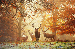 Realm of the Deer