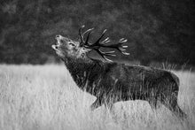 Load image into Gallery viewer, Red Deer Stag Bellowing in the Rain, Richmond Park
