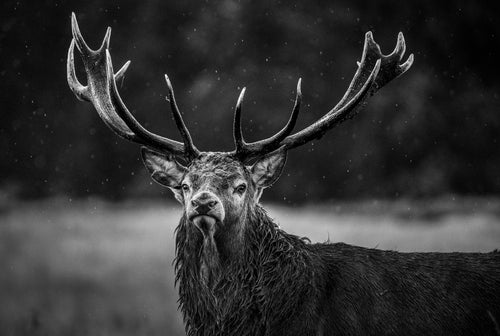 Red Deer Stag, Portrait in the Rain, Richmond Park Print