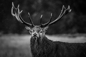 Red Deer Stag, Portrait in the Rain, Richmond Park Print