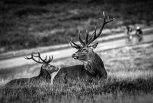 Load image into Gallery viewer, Stags and Cyclists, Richmond Park
